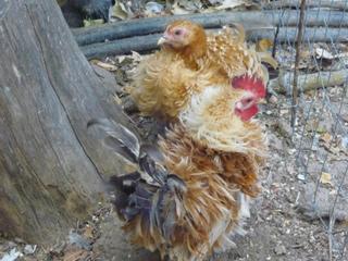 nagasaky.jpg nagasaky.jpg