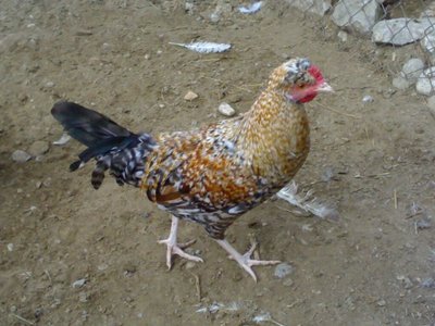 151120121418.jpg (106.52 KiB) Osservato 600 volte 151120121418.jpg