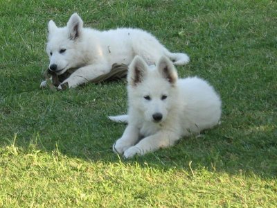 3a94de3bca286df9b619869a09558746_orig.jpg (76.52 KiB) Osservato 1028 volte 3a94de3bca286df9b619869a09558746_orig.jpg