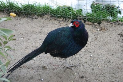 tenebroso.JPG (156.3 KiB) Osservato 1090 volte tenebroso.JPG