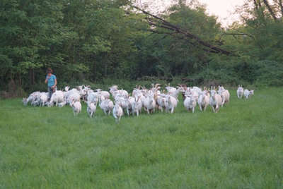 DSCF2869.jpg (58.74 KiB) Osservato 2322 volte DSCF2869.jpg