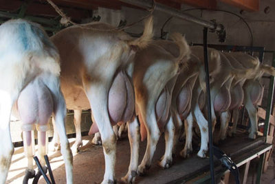 DSCF2994.jpg (56.9 KiB) Osservato 2322 volte DSCF2994.jpg