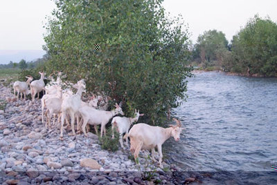 DSCF2896.jpg (74.1 KiB) Osservato 2322 volte DSCF2896.jpg