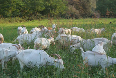 DSCF2801.jpg (71.21 KiB) Osservato 2322 volte DSCF2801.jpg