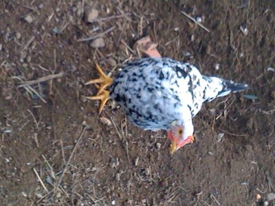 Eccole / foto (10).JPG foto (10).JPG