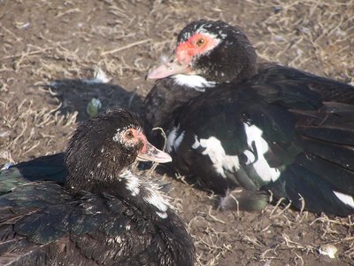 alcune femmine / 100_2861.JPG 100_2861.JPG