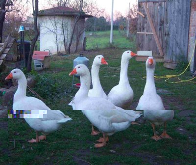 oche.JPG (140.54 KiB) Osservato 582 volte oche.JPG