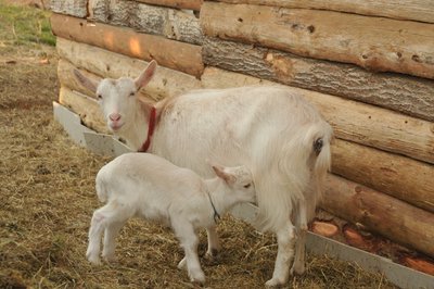 Nascite_2013_009-rid.jpg (252.18 KiB) Osservato 679 volte Nascite_2013_009-rid.jpg