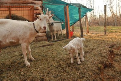 Becchetto / Nascite 2013 006-rid.jpg Nascite 2013 006-rid.jpg