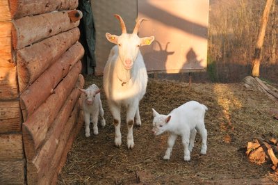 Gli altri maschi / Nascite 2013 004-rid.jpg Nascite 2013 004-rid.jpg