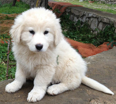 foto pastore / IMG_2364.JPG IMG_2364.JPG