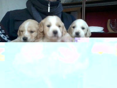 525227_4298400910118_2042067048_n.jpg (61.17 KiB) Osservato 830 volte 525227_4298400910118_2042067048_n.jpg