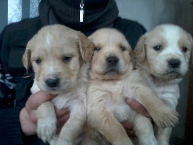 733843_4298401190125_190367744_n.jpg (56.11 KiB) Osservato 830 volte 733843_4298401190125_190367744_n.jpg