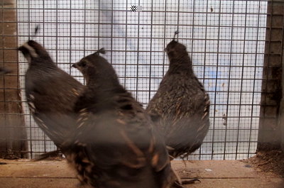 IMG_1174.JPG (127.68 KiB) Osservato 591 volte IMG_1174.JPG