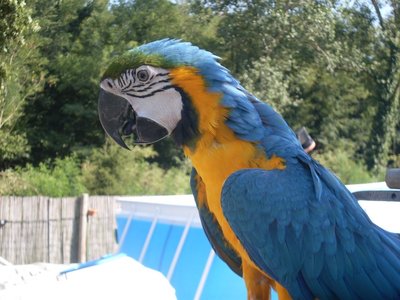 cico.JPG (178.74 KiB) Osservato 838 volte cico.JPG