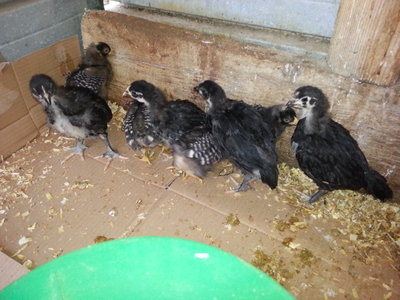 20130403_162403.jpg (129.02 KiB) Osservato 601 volte 20130403_162403.jpg