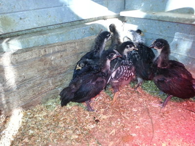 20130403_161952.jpg (157.54 KiB) Osservato 601 volte 20130403_161952.jpg