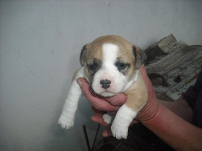 DSCF0835.jpg (334.24 KiB) Osservato 775 volte DSCF0835.jpg