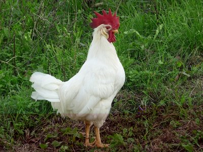 P1080478.JPG (136.17 KiB) Osservato 681 volte P1080478.JPG