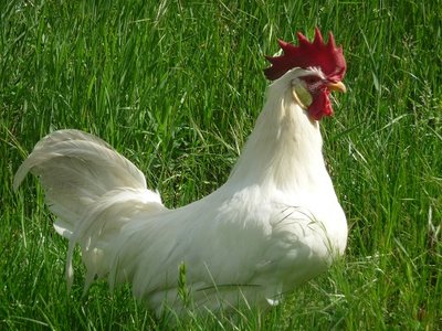 P1080142.JPG (124.32 KiB) Osservato 698 volte P1080142.JPG