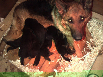 pastorini.jpg (187.17 KiB) Osservato 653 volte pastorini.jpg