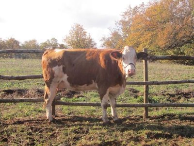 image.jpg (116.04 KiB) Osservato 773 volte image.jpg