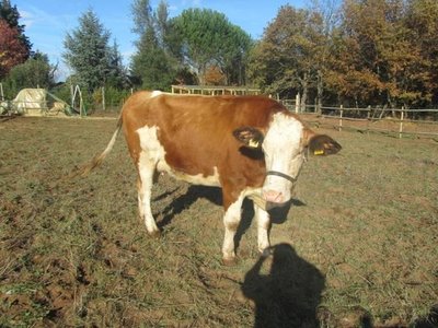 image.jpg (127.09 KiB) Osservato 773 volte image.jpg