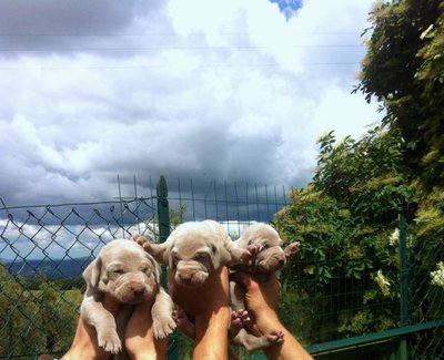 IMG_1342.jpg (62.77 KiB) Osservato 1819 volte IMG_1342.jpg