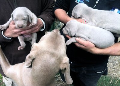 IMG_1338.jpg (56.24 KiB) Osservato 1819 volte IMG_1338.jpg