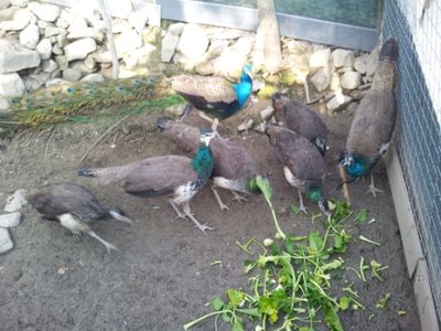 IMG_20130529_162158.jpg (169.35 KiB) Osservato 588 volte IMG_20130529_162158.jpg