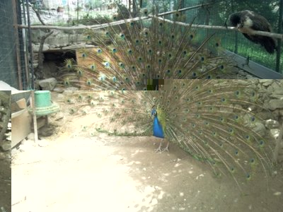 IMG_20130530_093325.jpg (161.47 KiB) Osservato 555 volte IMG_20130530_093325.jpg