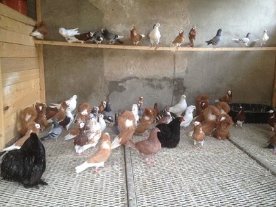 a.jpg (141.95 KiB) Osservato 601 volte a.jpg