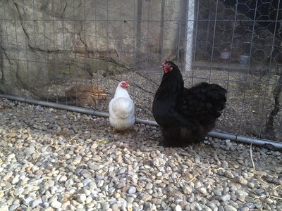 c.jpg (161.47 KiB) Osservato 601 volte c.jpg