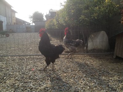 d.jpg (141.13 KiB) Osservato 601 volte d.jpg