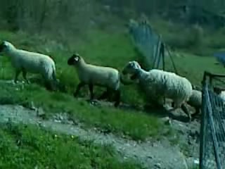 Video0000_c001.jpg Video0000_c001.jpg