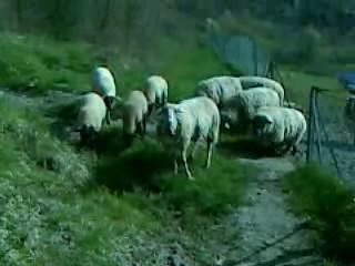 Video0000_c002.jpg Video0000_c002.jpg