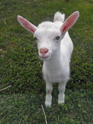 Immagine 030 (FILEminimizer).jpg (34.22 KiB) Osservato 531 volte Immagine 030 (FILEminimizer).jpg