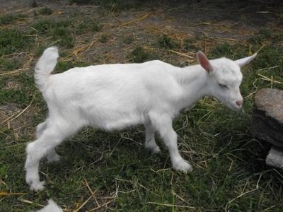 Immagine 028 (FILEminimizer).jpg (30.01 KiB) Osservato 531 volte Immagine 028 (FILEminimizer).jpg