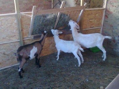 Foto0697 comprex.jpg (29.58 KiB) Osservato 972 volte Foto0697 comprex.jpg