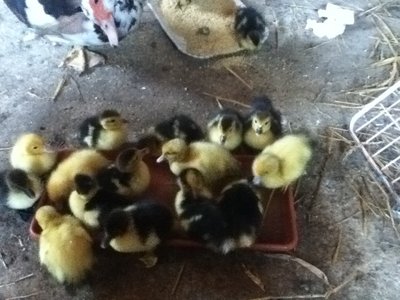 qua avevano una settimana / IMG_0576.JPG IMG_0576.JPG