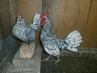 1224458562.jpg (50.14 KiB) Osservato 656 volte 1224458562.jpg