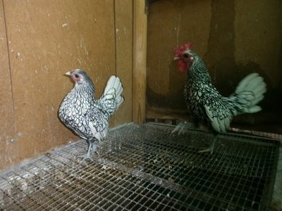 459573829.jpg (45.79 KiB) Osservato 656 volte 459573829.jpg