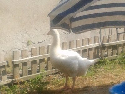 2013-06-28 16.49.55.jpg (215.64 KiB) Osservato 538 volte 2013-06-28 16.49.55.jpg