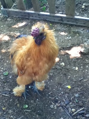 IMG_0602.JPG (210.47 KiB) Osservato 506 volte IMG_0602.JPG