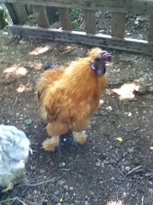 IMG_0600.JPG (210.06 KiB) Osservato 506 volte IMG_0600.JPG