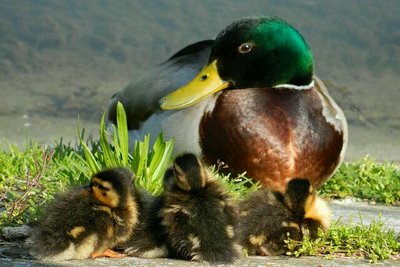 7357472518_f5abd831eb_z-1.jpg (50.2 KiB) Osservato 518 volte 7357472518_f5abd831eb_z-1.jpg