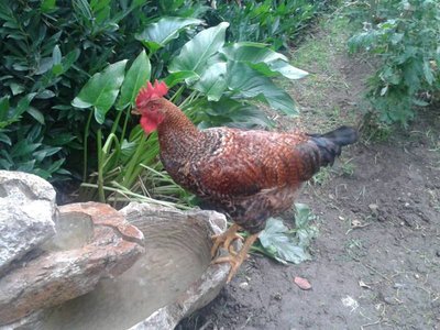 Gallo di 5 mesi / 998849_376939409098812_129197030_n.jpg 998849_376939409098812_129197030_n.jpg