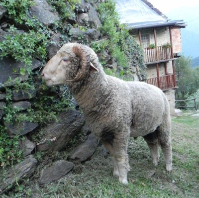 montone.jpg (134.5 KiB) Osservato 664 volte montone.jpg