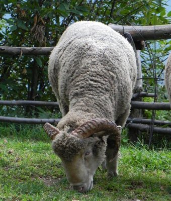 montone2.jpg (145.83 KiB) Osservato 664 volte montone2.jpg