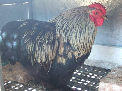 questo è il galletto, molto bello, ottimo per la compagnia, socievole / DSCF3626.JPG DSCF3626.JPG